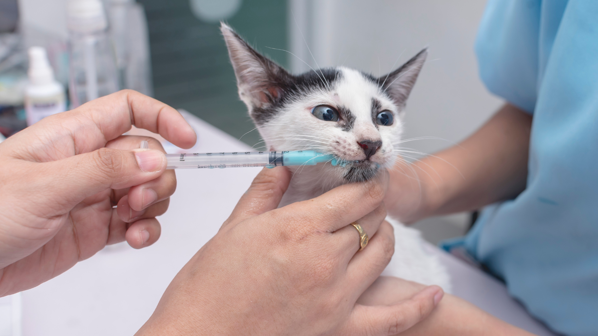 Industrial Mixers for Veterinary Products