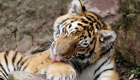 Autonettoyant et résistant